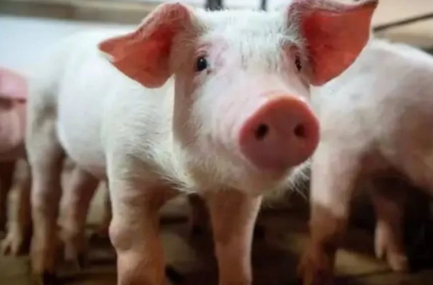  തൃശൂരിൽ പന്നിപ്പനി സ്ഥിരീകരിച്ചു; ഇതോടെ 310 പന്നികളെ കൊല്ലാൻ ഉത്തരവിട്ടു