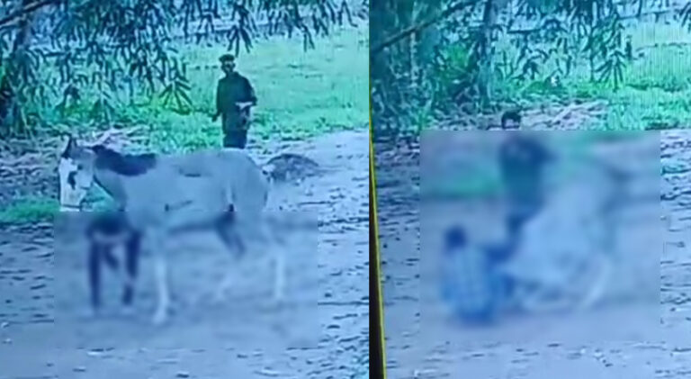  കൊല്ലം പള്ളിമുക്കില്‍ ഗർഭിണിയായ കുതിരയെ ആക്രമിച്ച് പരിക്കൽപ്പിച്ച സംഭവം; 6 പേർക്കെതിരെ പോലീസ് കേസെടുത്തു