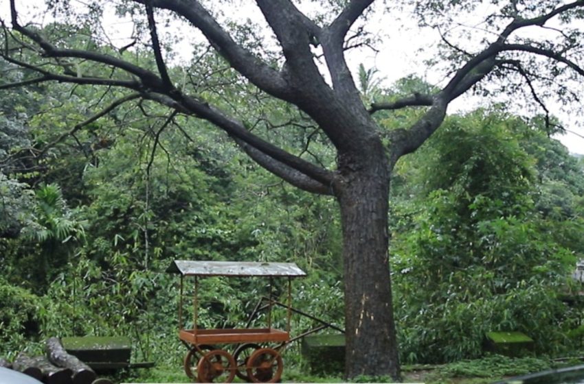  ആലക്കോട് കോട്ടക്കടവ് പാലത്തിനു സമീപം മരം അപകടാവസ്ഥയിൽ