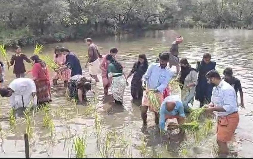  കേരള ശാസ്ത്രസാഹിത്യ പരിഷത്ത് കണ്ണൂർ ജില്ല സമ്മേളനത്തിനോട് അനുബന്ധിച്ച് കോമത്ത് ബണ്ട് പരിസരത്ത് കൈപ്പാട് നെൽകൃഷി ഇറക്കി