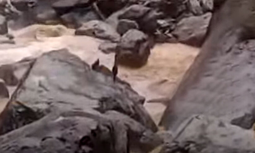  ചാലിയാറിൽ തിരച്ചിലിന് പോയ രക്ഷാപ്രവർത്തകർ വനത്തിൽ കുടുങ്ങി