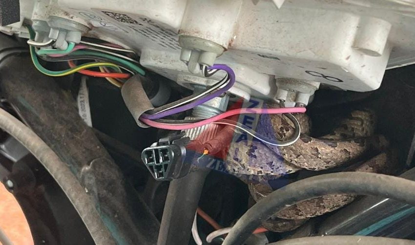  പട്ടുവം കാവുങ്കലിൽ സ്കൂട്ടറിൽ കയറിക്കൂടിയ പാമ്പിനെ പിടികൂടി; അതിൻറെ ആവാസവ്യവസ്ഥയിൽ വിട്ടയച്ചു