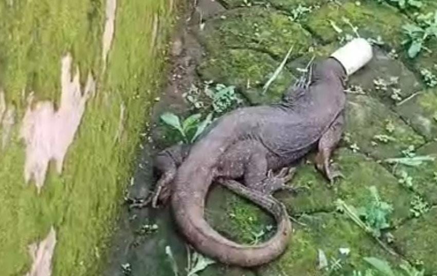  കണ്ണൂർ ചാലക്കുന്ന് മുത്തപ്പൻ ക്ഷേത്രത്തിന് സമീപം തലയിൽ മെറ്റൽ ബോട്ടിൽ കുടുങ്ങിയ ഉടുമ്പിനെ രക്ഷപ്പെടുത്തി