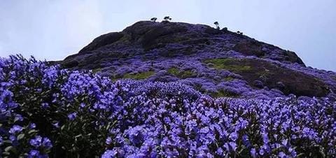  ഒരിടവേളയ്ക്ക് ശേഷം ഇടുക്കിയിൽ വീണ്ടും നീലവസന്തം തീർത്ത് കുറിഞ്ഞിപ്പൂക്കൾ വിട‍ർന്നു