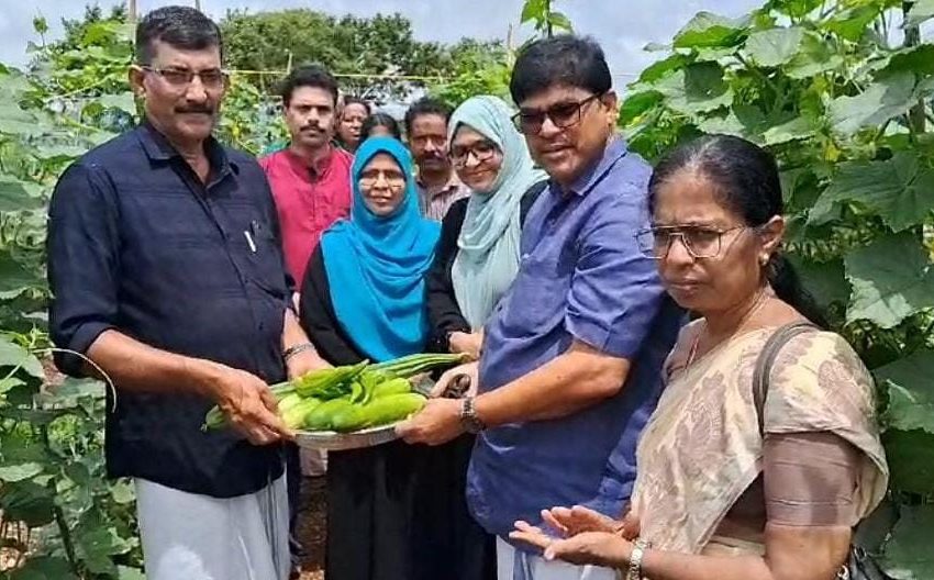  മാടായിപ്പാറയിലെ തവരത്തടം പ്രദേശത്ത് പച്ചക്കറി കൃഷിയിൽ വിജയഗാഥയുമായി കർഷകരുടെ കൂട്ടായ്മ