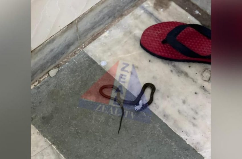  പരിയാരം ഗവ. മെഡിക്കൽ കോളജിൻ്റെ അഞ്ചാം നിലയിൽ പാമ്പിനെ കണ്ടത് പരിഭ്രാന്തി പരത്തി