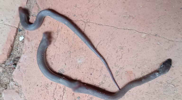  കാസര്‍ഗോഡ് നീലേശ്വരം ഹൈസ്‌കൂളിലെ അധ്യാപികയെ ക്ലാസ് മുറിയില്‍ നിന്ന് പാമ്പുകടിച്ചു