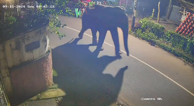  കോഴിക്കോട് പേരാമ്പ്രയിൽ കാട്ടാന ഇറങ്ങി; പേരാമ്പ്ര പൈതോത്തിലാണ് കാട്ടാന ഇറങ്ങിയത്