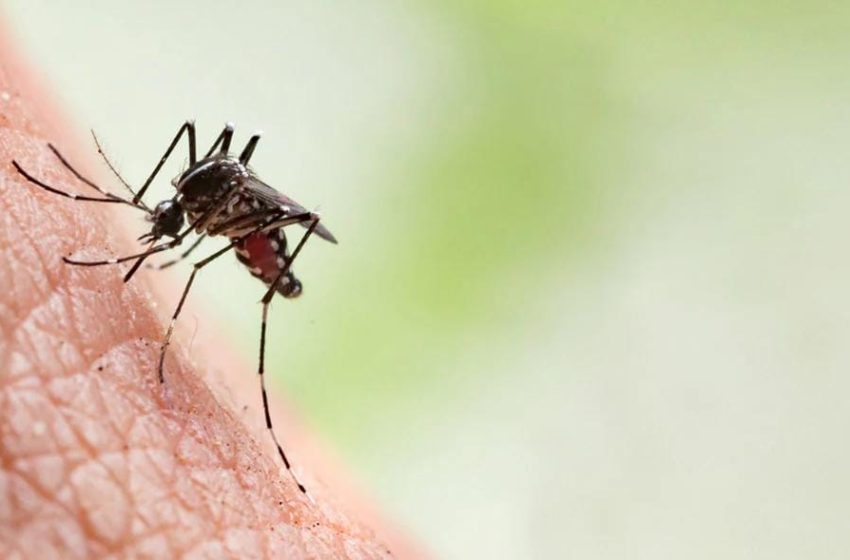  ചെങ്ങളായി സ്വദേശിനിയായ വിദ്യാര്‍ഥിനിക്ക് വെസ്റ്റ് നൈല്‍ പനി സ്ഥിരീകരിച്ചു