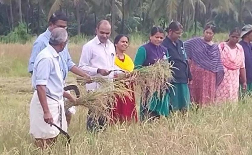  ആന്തൂർ നഗരസഭ ഭൂമിക ഹരിത കർമ്മസേന; വസുധ ക്ലസ്റ്റർ ആന്തൂർ വയലിൽ നടത്തിയ നെൽകൃഷി വിളവെടുത്തു