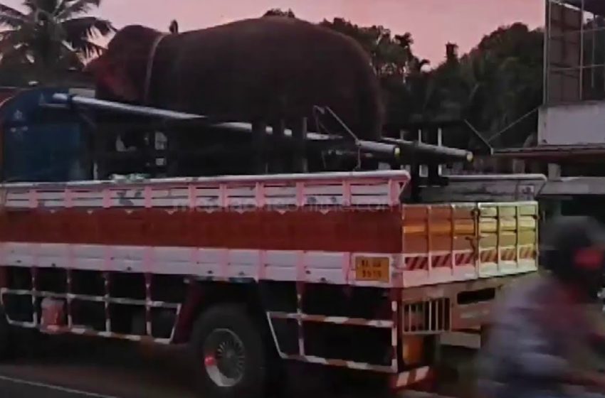  സിനിമയുടെ ഷൂട്ടിങിനെത്തിച്ച നാട്ടാനകൾ ഏറ്റുമുട്ടി; പരുക്കേറ്റ് കാട്ടിലേക്കോടിയ ആനയ്ക്കായി തിരച്ചിൽ