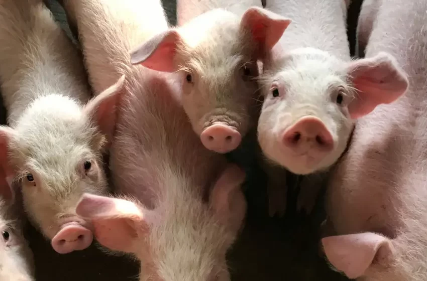  കൊട്ടിയൂർ ഗ്രാമപഞ്ചായത്തിൽ പന്നിപ്പനി സ്ഥിരീകരിച്ചു; മൂന്ന് ഫാമുകളിലെ പന്നികളെ ഉന്മൂലനം ചെയ്യും