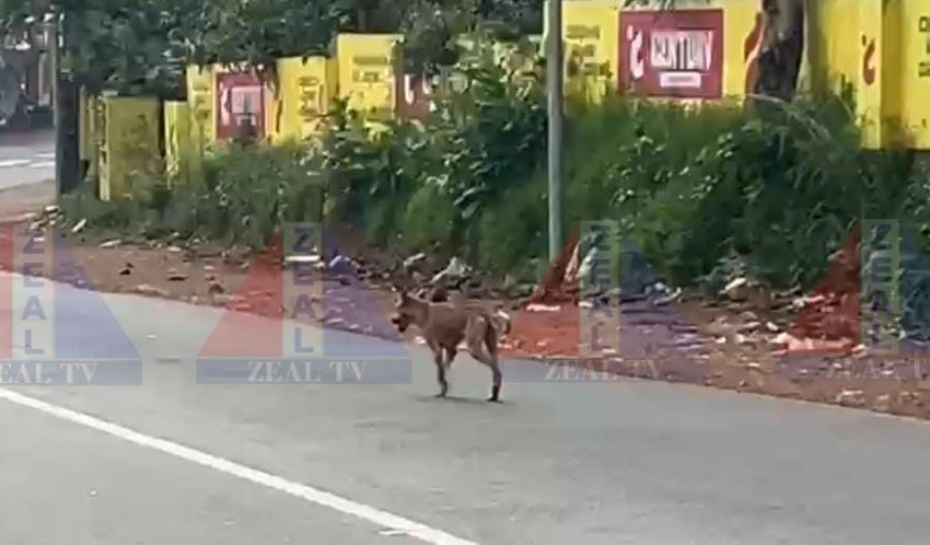  തളിപ്പറമ്പിൽ തെരുവ് നായ ആക്രമം നിരവധി പേർക്ക് പരിക്ക്