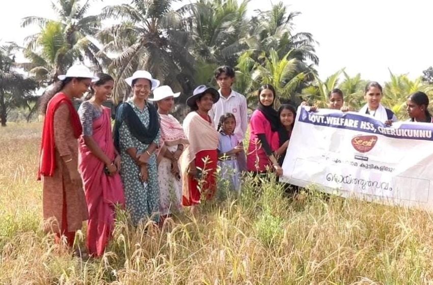  നെൽകൃഷിയിൽ  നൂറുമേനി വിളയിച്ച് ചെറുകുന്ന് ഗവണ്മെന്റ് വെൽഫയർ ഹയർ സെക്കന്റ്റി സ്കൂൾ