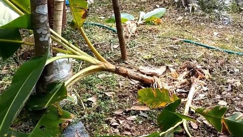  മുല്ലക്കൊടിയിൽ കാട്ടുപന്നി ശല്യം രൂക്ഷമാകുന്നു; പ്രതിസന്ധിയിലായി കർഷകർ