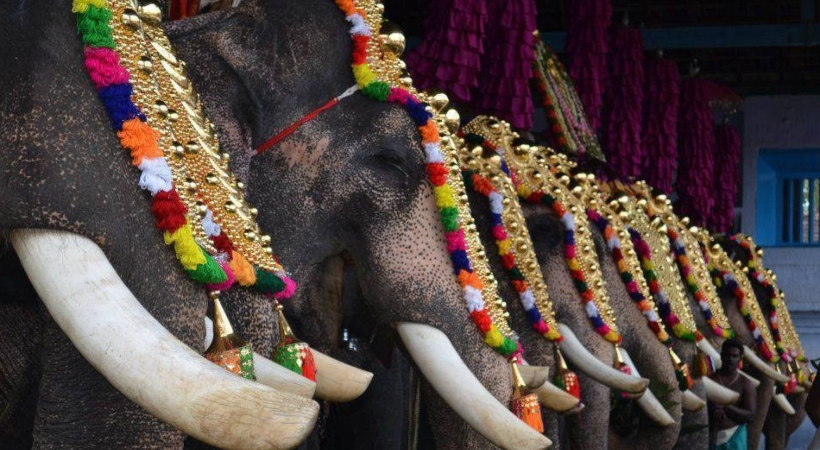  മതപരമായ ചടങ്ങുകള്‍ക്ക് മാത്രമേ ആനകളെ ഉപയോഗിക്കാവൂവെന്ന് ഹൈക്കോടതിയില്‍ അമിക്കസ് ക്യൂറി റിപ്പോര്‍ട്ട്