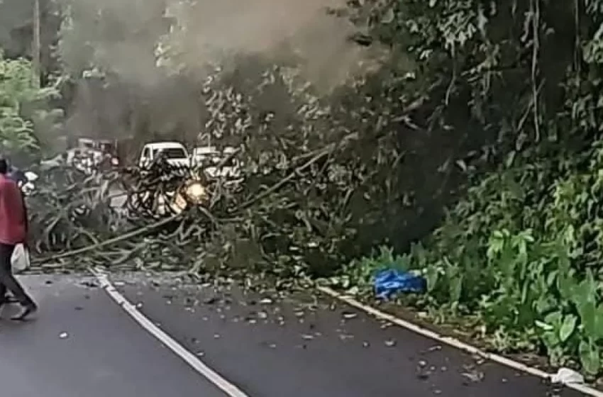  കോതമംഗലം നീണ്ടപാറയിൽ കാട്ടാന പന ബൈക്കിലേക്ക് മറിച്ചിട്ടു എം എ കോളേജ് വിദ്യാർത്ഥിനിക്ക് ദാരുണാന്ത്യം