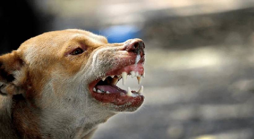  ആലപ്പുഴ ആറാട്ടുപുഴയിൽ വയോധികയെ തെരുവുനായ കടിച്ചുകൊന്നു