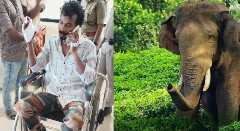  പാലക്കാട് ധോണി നീലിപ്പാറയില്‍ കാട്ടാനകളെ കാട് കയറ്റുന്നതിനിടയില്‍ വനം വാച്ചര്‍ക്ക് പരുക്കേറ്റു