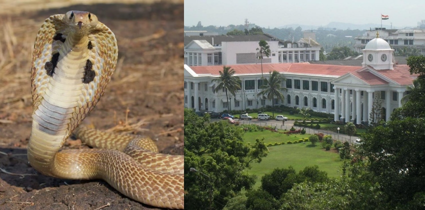  തിരുവനന്തപുരം സെക്രട്ടറിയേറ്റിൽ പാമ്പ്;  ജലവിഭവ വകുപ്പ് വിഭാഗത്തിലാണ് പാമ്പ് കയറിയത്