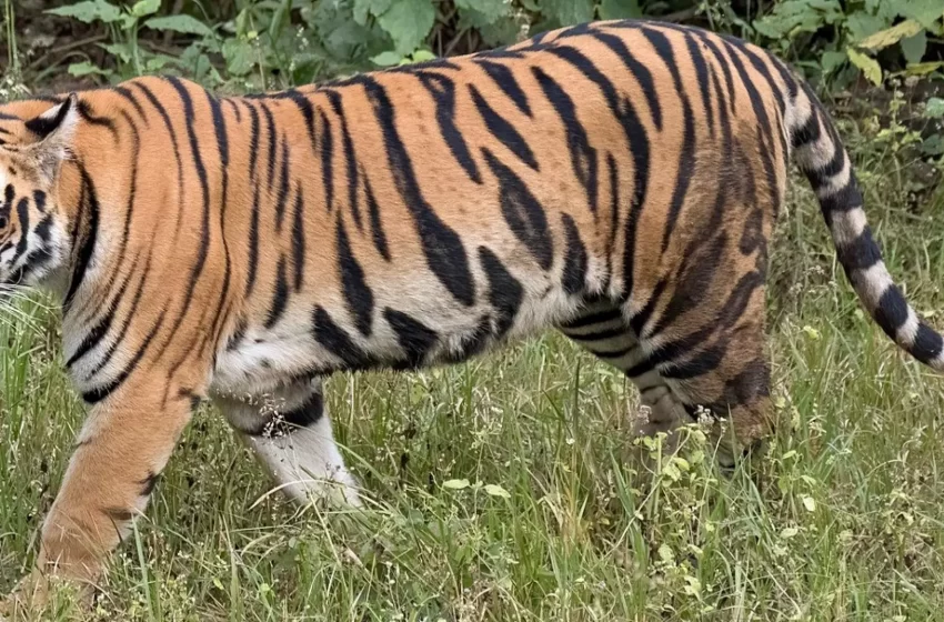  വയനാട് പുൽപ്പള്ളിയിൽ വീണ്ടും കടുവ ആക്രമണം; വനം വകുപ്പ് സ്ഥലത്ത് പരിശോധന ആരംഭിച്ചു