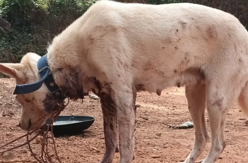  ഇരിട്ടി അയ്യൻകുന്ന് പഞ്ചായത്തിലെ ഈന്തുംകരിയിൽ വളർത്തുനായയെ വന്യജീവി ആക്രമിച്ചു