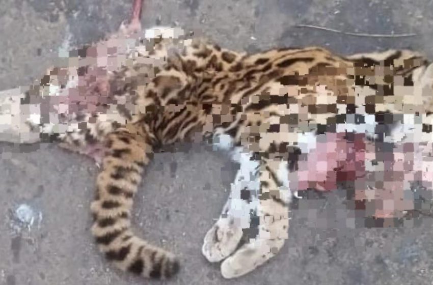  കണ്ടപ്പനത്തിനടുത്ത് തീപ്പൊരി കുന്നിൽ വാഹനമിടിച്ച് ചത്ത നിലയിൽ  അജ്ഞാത ജീവിയുടെ ജഡം കണ്ടെത്തി