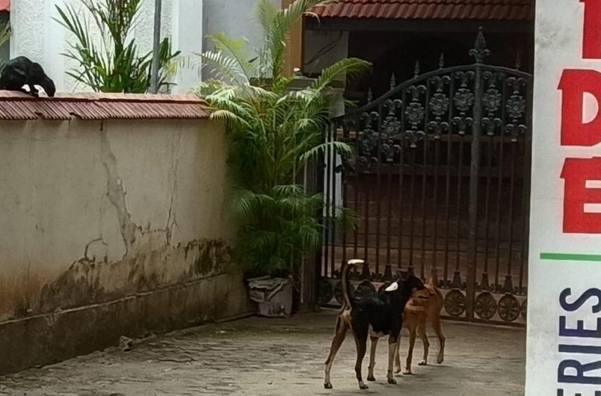  കണ്ണൂർ ചാല ടൗണിൽ തെരുവ് നായയുടെ ആക്രമണത്തിൽ നാലുപേർക്ക് പരിക്ക്