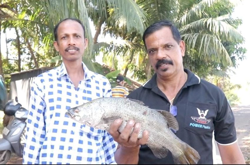  പഴയങ്ങാടി പുഴയിൽ മത്സ്യ കൃഷിയിൽ വിജയം നേടി മത്സ്യ കർഷകർ