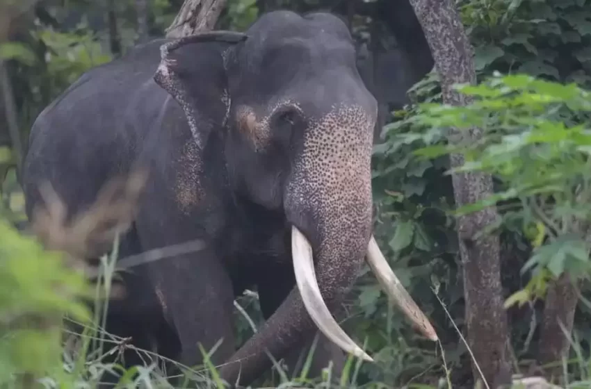  പാലക്കാട്‌ വാളയാറിൽ കർഷകനെ കാട്ടാന ആക്രമിച്ചു; കൃഷിസ്ഥലത്ത് വച്ചാണ് കർഷകനെ കാട്ടാന ചവിട്ടിയത്