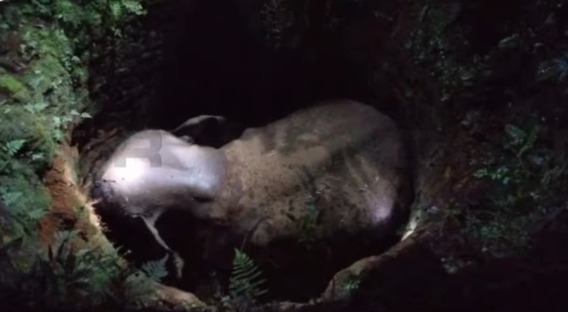  മലപ്പുറം ഊര്‍ങ്ങാട്ടിരിയില്‍ കാട്ടാന കിണറ്റില്‍ വീണു; ഇന്ന് പുലര്‍ച്ചെ ഒരു മണിയോടെയാണ് വീണത്