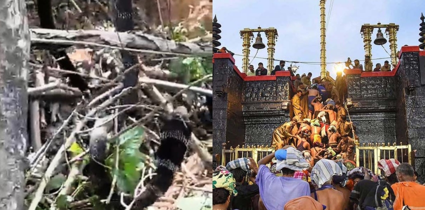  സന്നിധാനത്ത് ഭസ്മക്കുളത്തിന് സമീപത്ത് നിന്ന് വനം വകുപ്പിന്റെ നേതൃത്വത്തിൽ രാജവെമ്പാലയെ പിടികൂടി