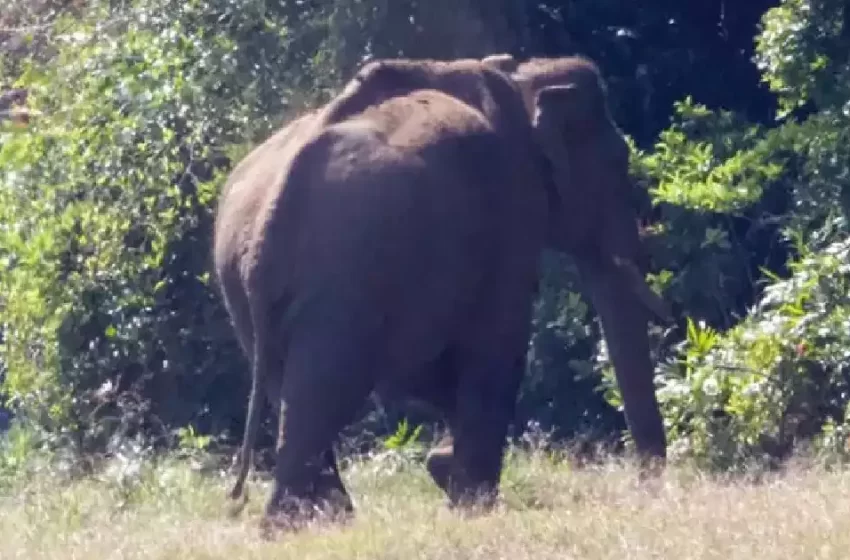  മലപ്പുറം മൂത്തേടത്ത് കാട്ടാന ആക്രമണം;  വീട്ടമ്മയ്ക്ക് ദാരുണാന്ത്യം