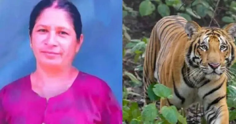  വയനാട് കടുവയ്ക്കായി വനംവകുപ്പിന്റെ തിരച്ചിൽ ഊർജ്ജിതം; യുഡിഎഫ് ആഹ്വാനം ചെയ്ത ഹർത്താൽ തുടങ്ങി