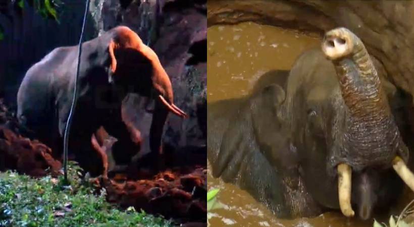  മലപ്പുറം ഊർങ്ങാട്ടിരിയിൽ കിണറ്റിൽ വീണ കാട്ടാനയെ കരയ്ക്കെത്തിച്ചു