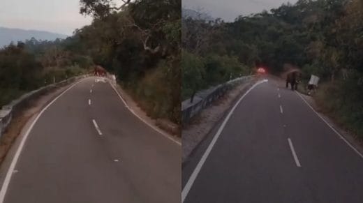  തമിഴ്നാട് വാൽപ്പാറയിൽ കാട്ടാന ആക്രമണത്തിൽ വിനോദ സഞ്ചാരി മരിച്ചു