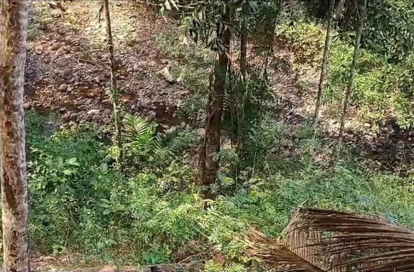  കാട്ടുപന്നിയുടെ ആക്രമണത്തില്‍ കര്‍ഷകനു പരിക്ക്; വീഴ്ചയില്‍ ദേഹം മുഴുവന്‍ ചതവ് സംഭവിച്ചു