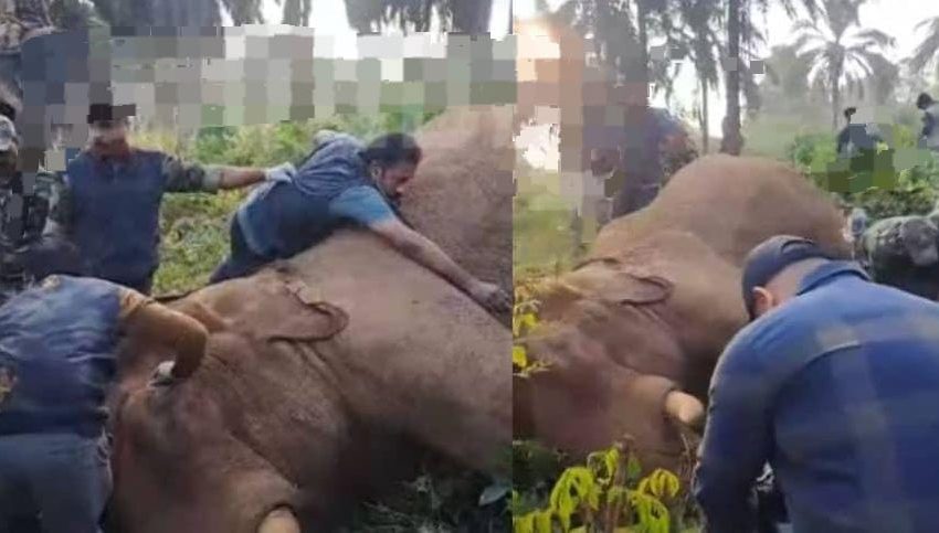  അതിരപ്പിള്ളിയിലെ മസ്തകത്തിൽ മുറിവേറ്റ ആനയെ മയക്കുവെടി വെച്ചു; കാട്ടാനക്കൊപ്പമുള്ള ആനയെ തുരത്തി