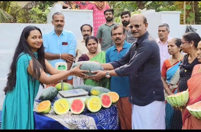  മുഴപ്പാല വയലിൽ ആമേരി പ്രകാശനും കുടുംബവും നടത്തിയ തണ്ണിമത്തൻ കൃഷിയുടെ വിളവെടുപ്പ് നടന്നു