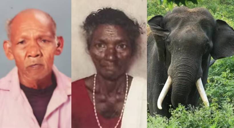  ആറളം ഫാമിൽ കാട്ടാനയാക്രമണത്തിൽ കൊല്ലപ്പെട്ട ദമ്പതികളുടെ പോസ്റ്റ്മോർട്ടം ഇന്ന് പരിയാരം മെഡിക്കൽ കോളേജിൽ