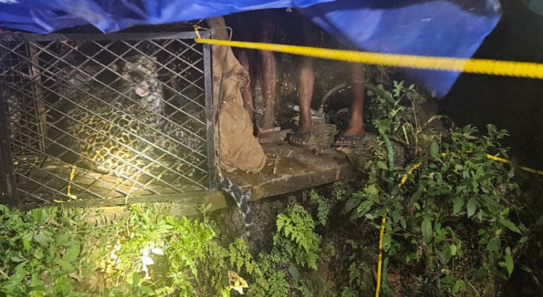  നെല്ലിയാമ്പതി പുലയമ്പാറയിലെ കിണറ്റില്‍ അകപ്പെട്ട പുലിയെ കൂട്ടില്‍ കയറ്റി