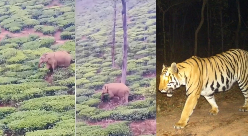  സംസ്ഥാനത്ത് തുടര്‍ച്ചയായി ഉണ്ടാകുന്ന വന്യജീവി ആക്രമങ്ങള്‍ പ്രതിരോധിക്കാന്‍ കര്‍മ്മ പദ്ധതികളുമായി വനം വകുപ്പ്