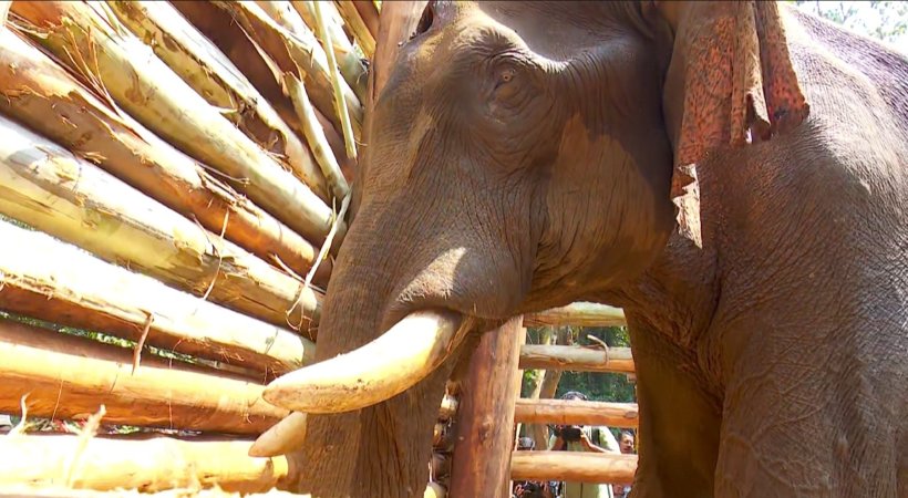 കൊമ്പന്‍ മടങ്ങി; മസ്തകത്തില്‍ മുറിവേറ്റ അതിരപ്പള്ളിയിലെ കൊമ്പന്‍ ചരിഞ്ഞു