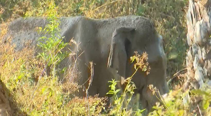  മസ്തകത്തിൽ മുറിവേറ്റ ആനയെ പിടികൂടി ചികിത്സിക്കുന്നതിനുള്ള ദൗത്യം ഇന്ന്