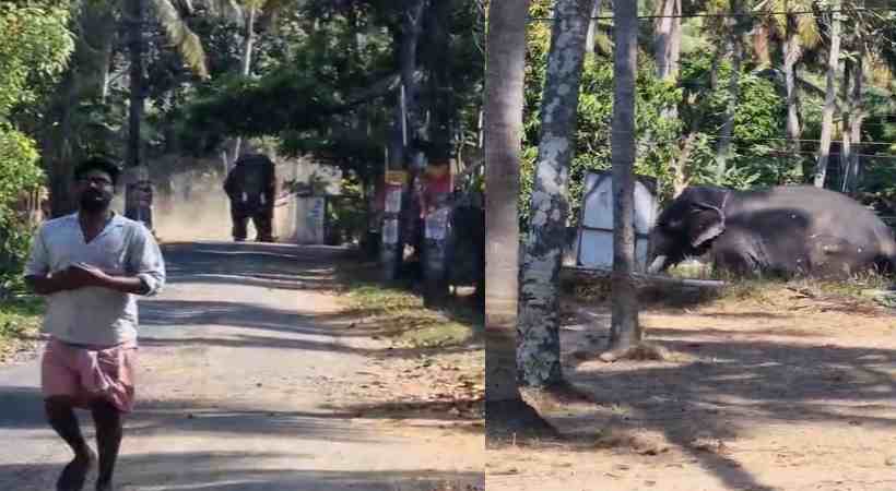  തൃശൂർ ചിറ്റാട്ടുകരയിൽ ഉത്സവത്തിനിടെ ആനയിടഞ്ഞു; ആനയുടെ കുത്തേറ്റ് ഒരാൾ മരിച്ചു