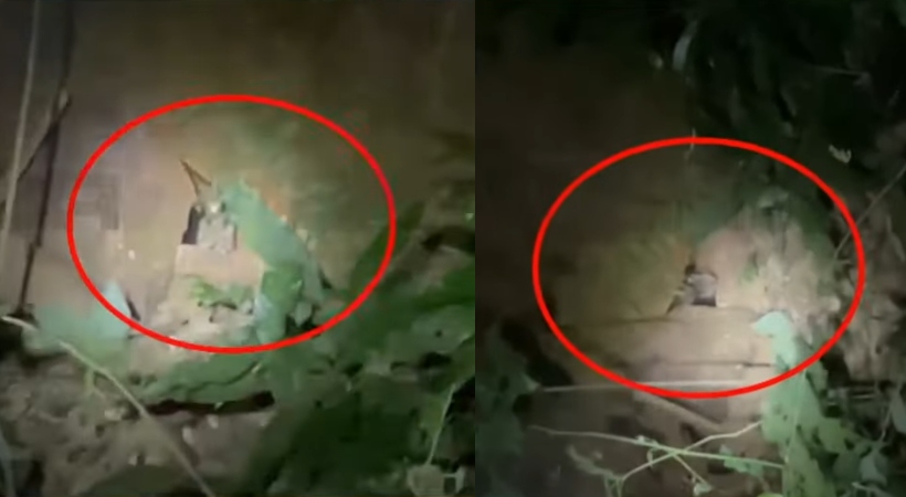  കാസര്‍ഗോഡ് പന്നിക്കെണിയില്‍ കുടുങ്ങി പുലി; മയക്കുവെടി വയ്ക്കാനുള്ള ശ്രമത്തിനിടെ പുലി ചാടിപ്പോയി