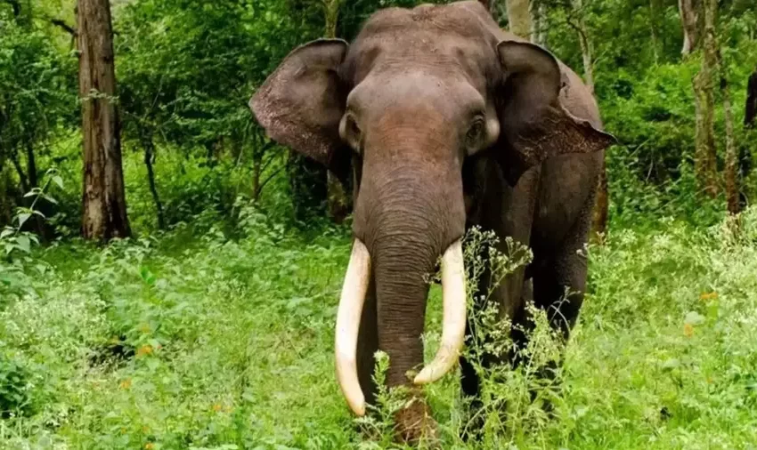  ഇടുക്കി മറയൂരിൽ കാട്ടാന ആക്രമണത്തിൽ ഒരാൾ കൊല്ലപ്പെട്ടു