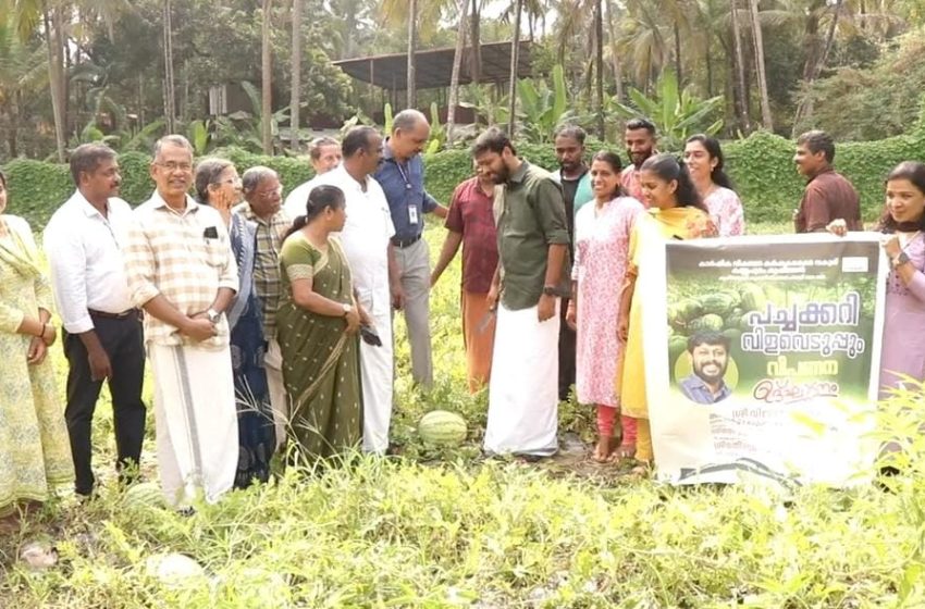  പച്ചക്കറി കൃഷിയിൽ 100 മേനി വിളയിച്ച് കണ്ണപുരം ഇടക്കേപ്പുറത്തെ യുവാക്കൾ