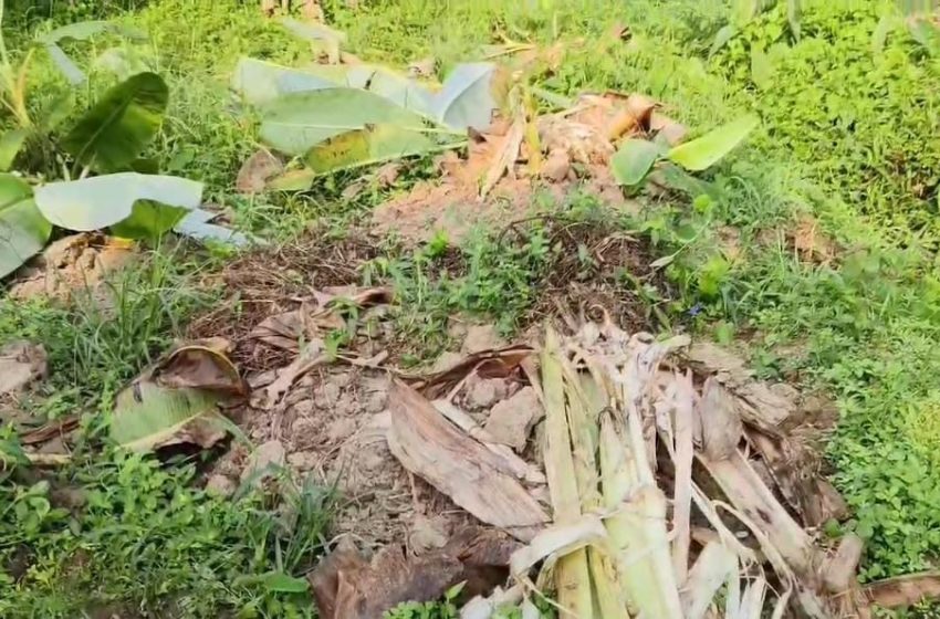  ഏച്ചൂർ കമാൽ പീടികക്ക് സമീപം കരുവാങ്കണ്ടി കെ. രജീഷിൻ്റെ വാഴകൃഷി പന്നിക്കൂടങ്ങൾ നശിപ്പിച്ചു