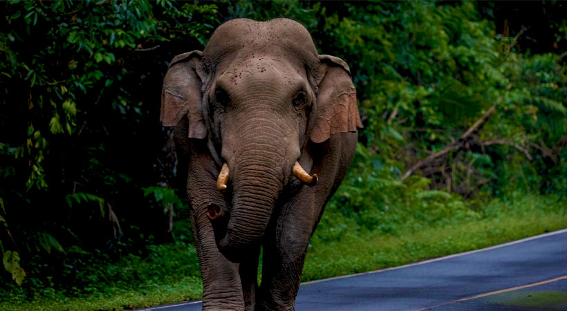  ആറളം ഫാമിൽ വീണ്ടും കാട്ടാന ആക്രമണം; ആക്രമണത്തിൽ പതിമൂന്നാം ബ്ലോക്കിലെ ദമ്പതികൾക്ക് പരിക്കേറ്റു